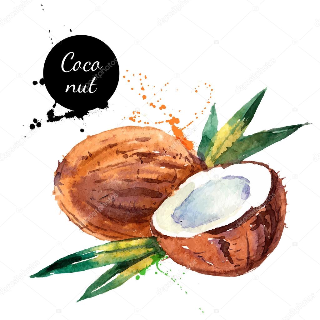 Hand drawn watercolor painting on white background. Vector illustration of fruit coconut