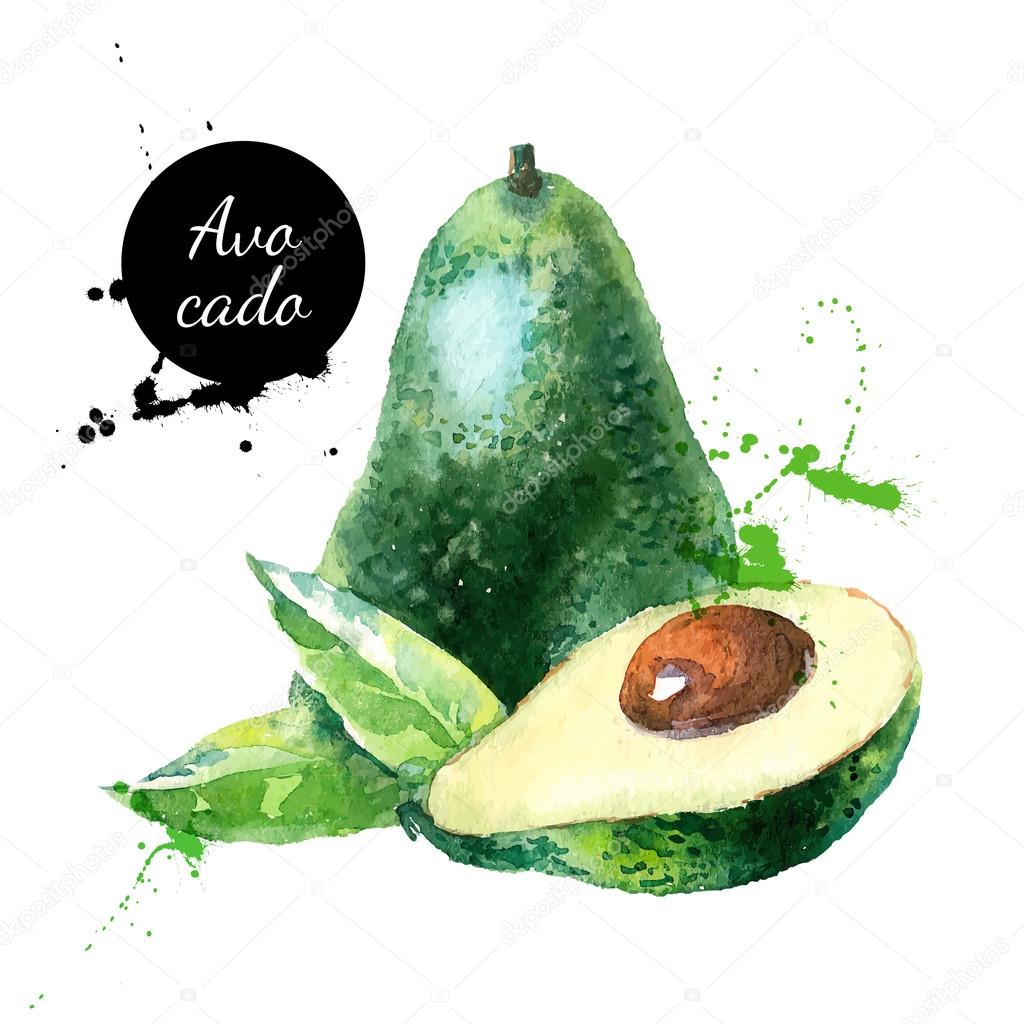 Hand drawn watercolor painting fruit avocado