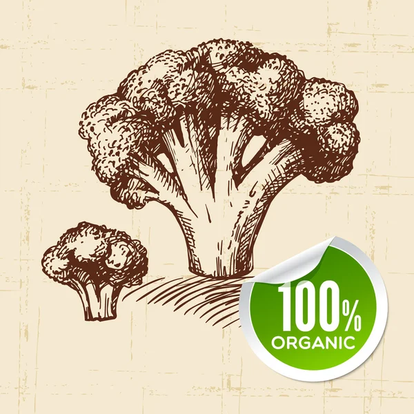 Boceto dibujado a mano brócoli vegetal . — Vector de stock
