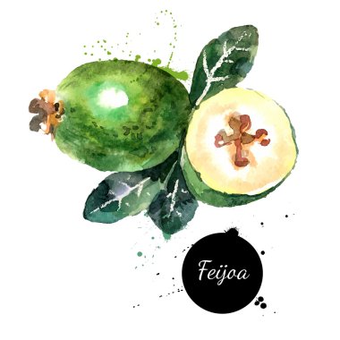 suluboya resim meyve feijoa