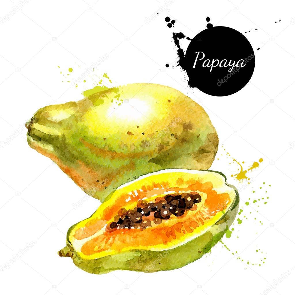 Hand drawn watercolor painting on white background. Vector illustration of fruits papaya