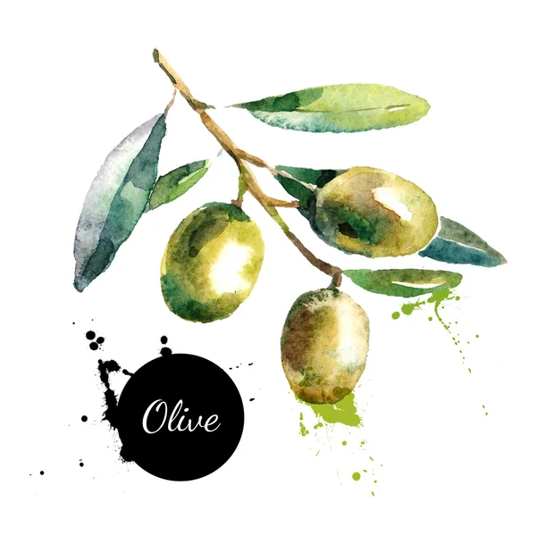 Olives aquarelle dessinées à la main — Image vectorielle