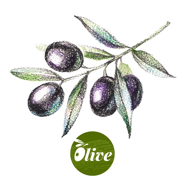 Croquis olives dessinés à la main — Image vectorielle