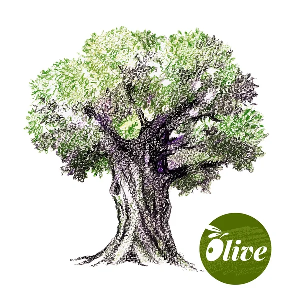 Olive tree illustration. — Stock vektor