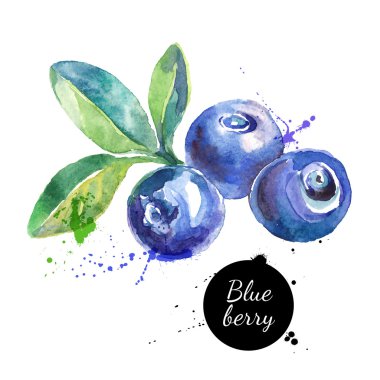 Hand drawn watercolor painting blueberries clipart