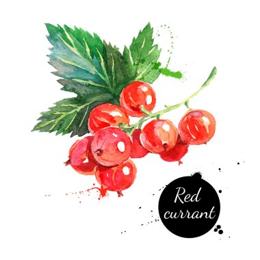 watercolor painting red currants clipart