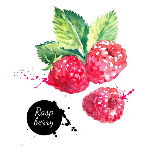 Hand drawn watercolor painting raspberries — Stock Vector