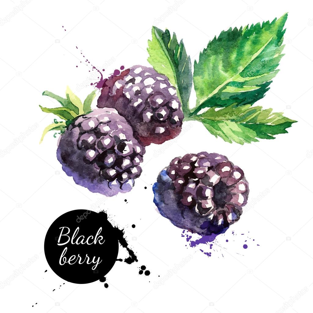 Hand drawn watercolor painting  blackberries