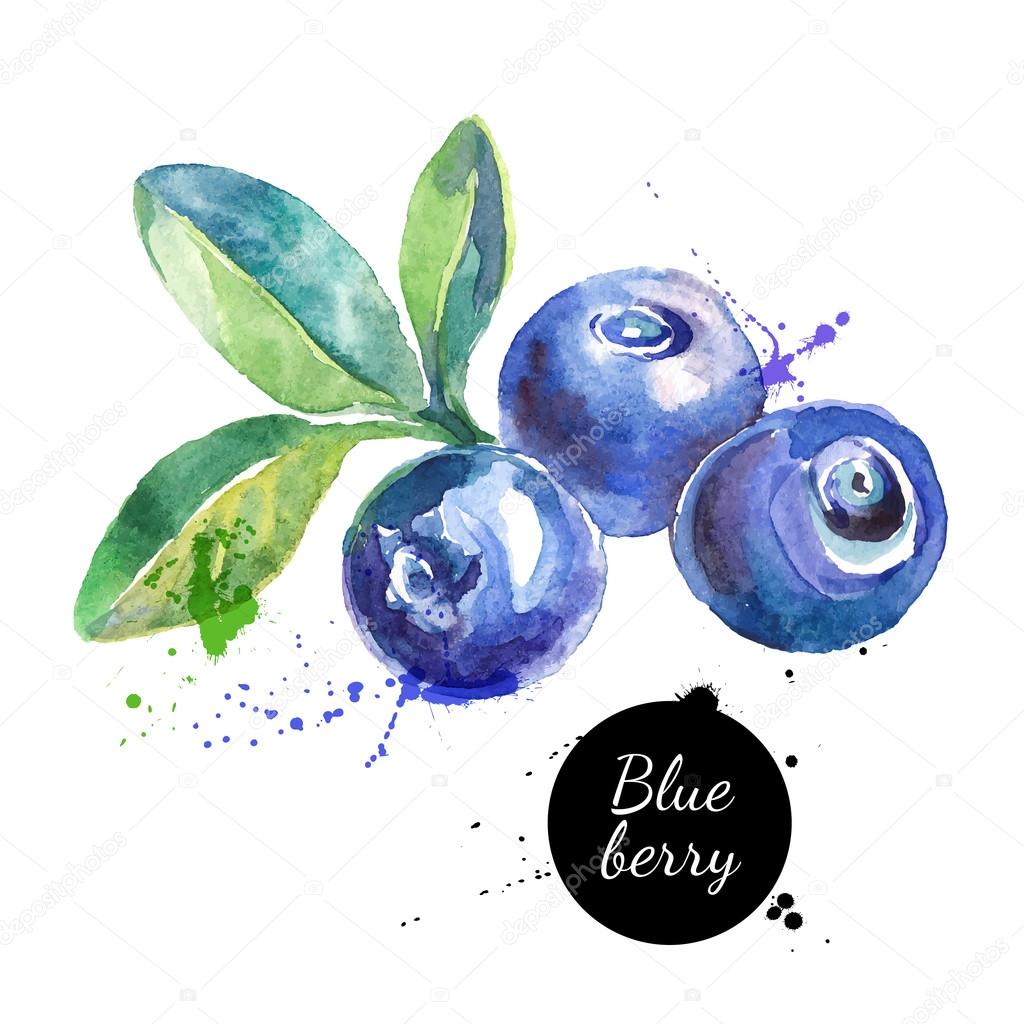 Hand drawn watercolor painting blueberries