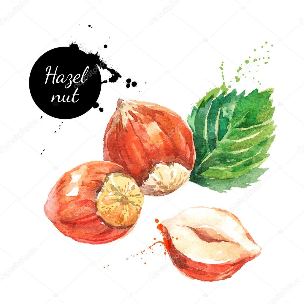 Hand drawn watercolor painting nuts