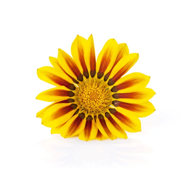 Barevné sedmikráska květ — Stock fotografie