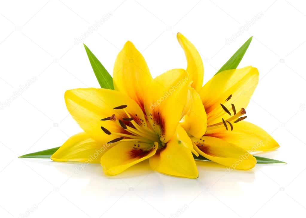 Two yellow lily flowers
