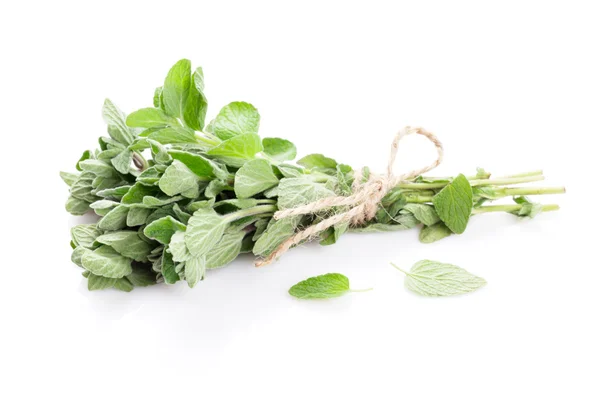Fresh oregano herb — Stock Photo, Image