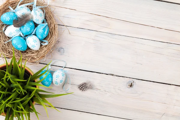 Blue and white eggs in nest — Stock Photo, Image