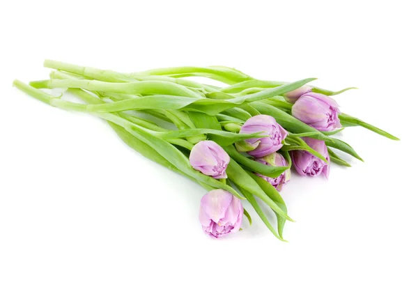 Růžová Tulipán květy — Stock fotografie