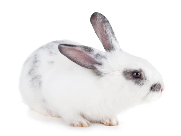 Small cute rabbit Royalty Free Stock Photos