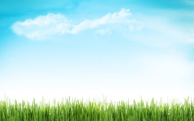 Güneşli bahar çimen ve gökyüzü