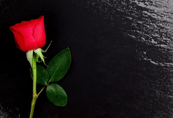 Rosa roja sobre piedra negra —  Fotos de Stock