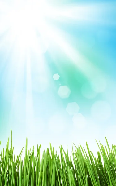 Zonnige lente met gras en de hemel — Stockfoto