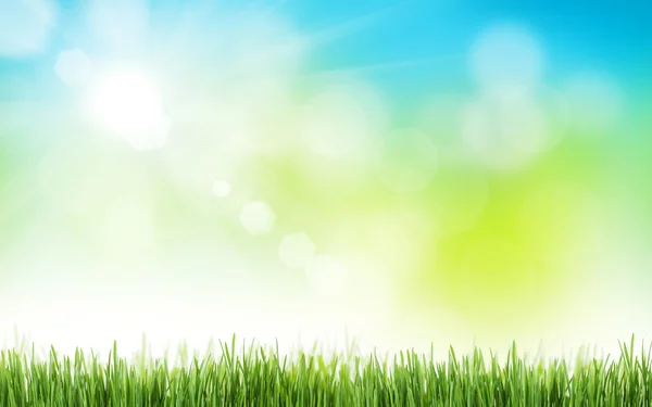Zonnige lente gras en hemel — Stockfoto