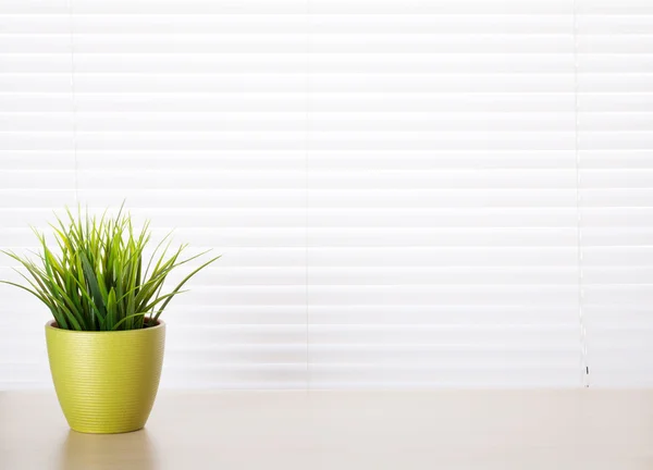 Office desk workplace with plant — Stock Photo, Image