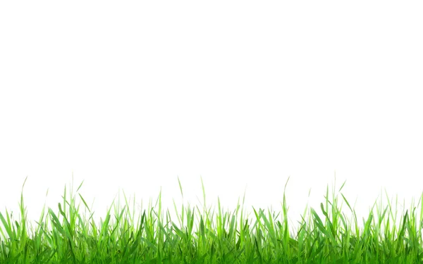 Green grass, Isolated — Stock Photo, Image