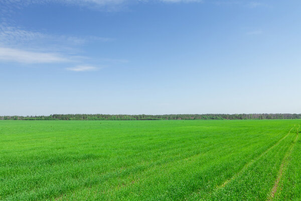 green grass field