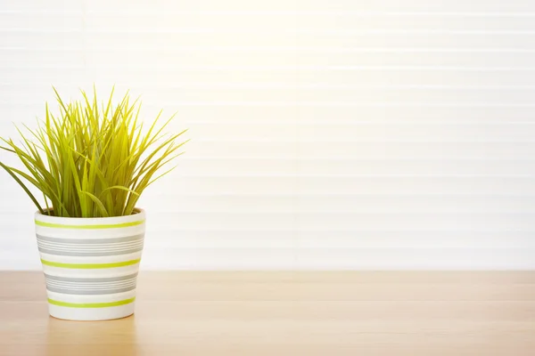 Office workplace with potted plant — Stock Photo, Image
