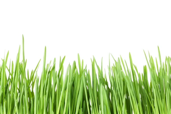 Zöld fű, elszigetelt — Stock Fotó