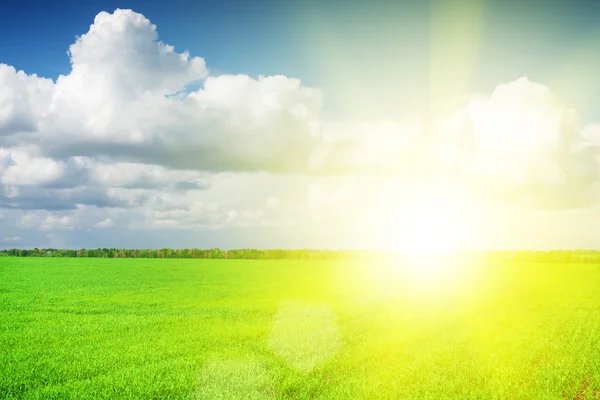 Grünes Grasfeld und blauer Himmel — Stockfoto