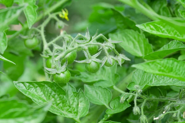 Hausgemachte Kirschtomaten — Stockfoto