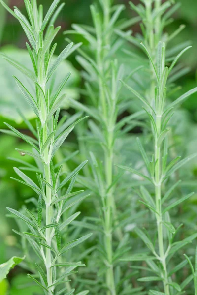 Frischer Garten-Rosmarin — Stockfoto