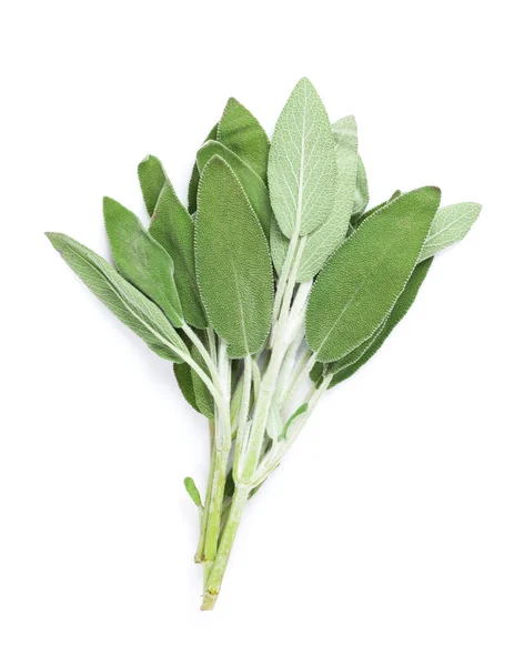 Fresh garden sage herb — Stock Photo, Image