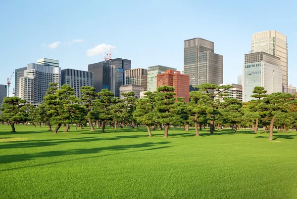 Pine trees park in front of skyscrapers — Stock Photo, Image