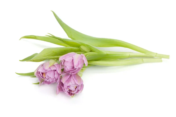 Lying pink tulips — Stock Photo, Image