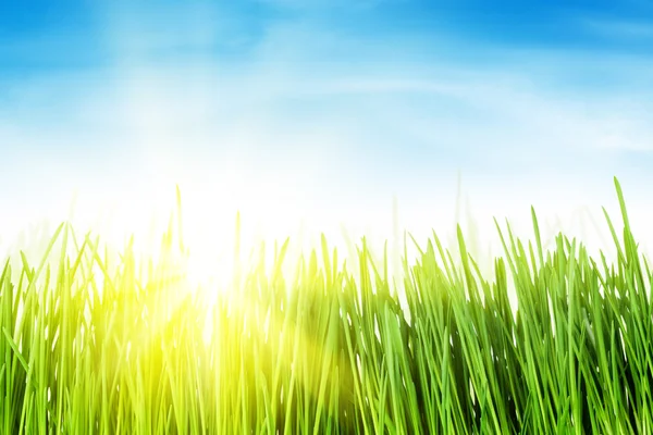 Green grass field and blue sky — Stock Photo, Image