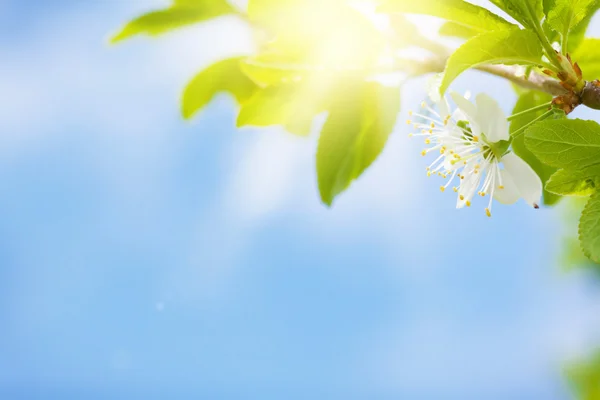 Árvore de flor de maçã — Fotografia de Stock