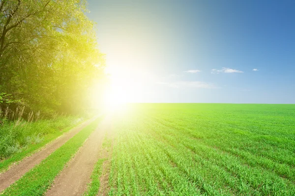 Platteland weg tussen veld en bos — Stockfoto