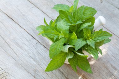 Harç içinde taze nane