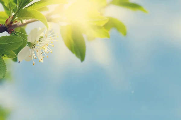 蓝蓝的天空前苹果树开花 — 图库照片