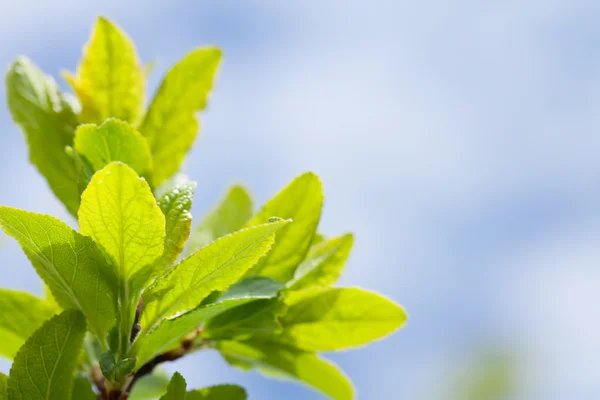 Πράσινα φύλλα πάνω από τον γαλάζιο ουρανό — Φωτογραφία Αρχείου