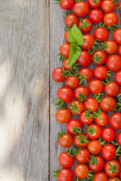 Ripe cherry tomatoes and basil — Stock Image Ripe cherry tomatoes and basil Stock Photo