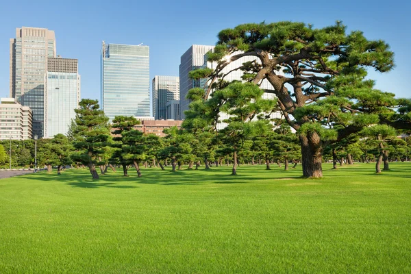 高層ビルの前に松の木公園 — ストック写真