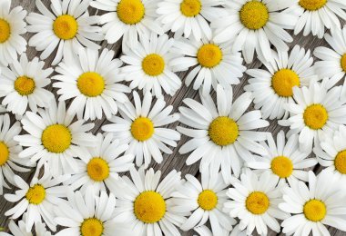 Papatya papatya çiçeği