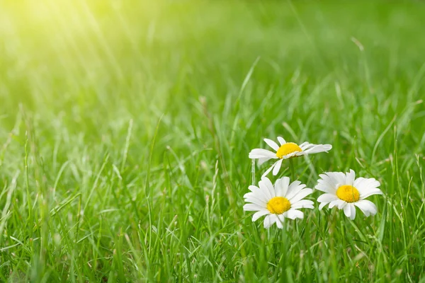 Fleurs de camomille sur champ d'herbe — Photo