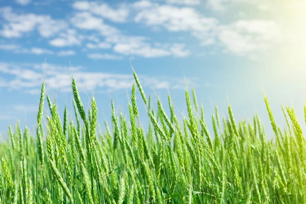 Campo de trigo verde cielo azul — Foto de Stock