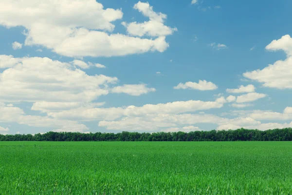 Grönt gräs fält och blå himmel — Stockfoto