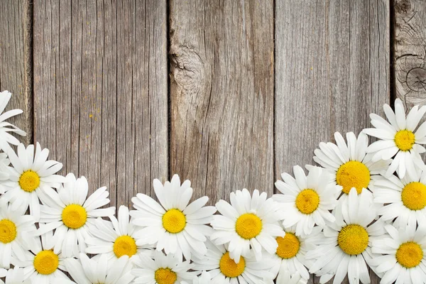 Daisy chamomile flowers on wood — Stock Photo, Image