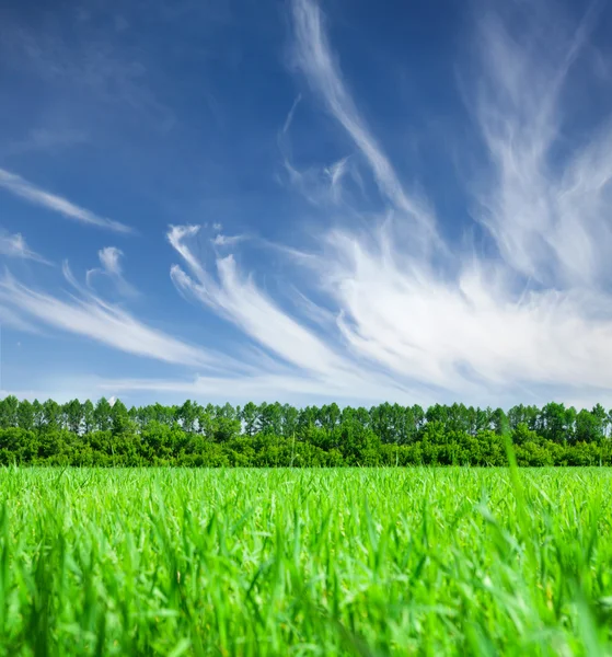 Grünes Grasfeld und blauer Himmel — Stockfoto