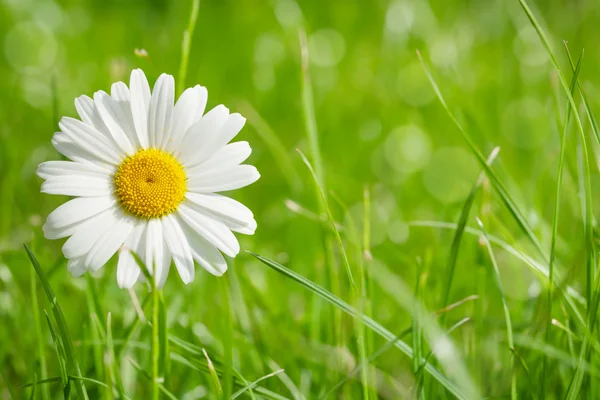 Fleur de camomille sur champ d'herbe — Photo